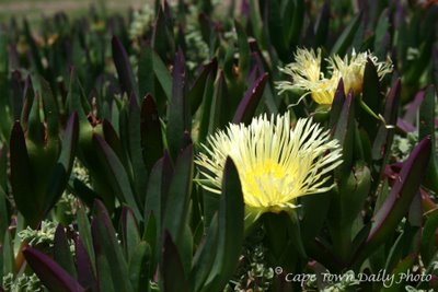 Carpobrotus Edulis, Sour Fig