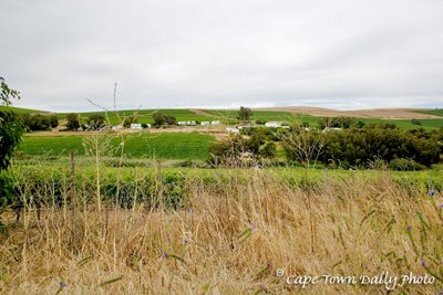 Vines at Contermanskloof
