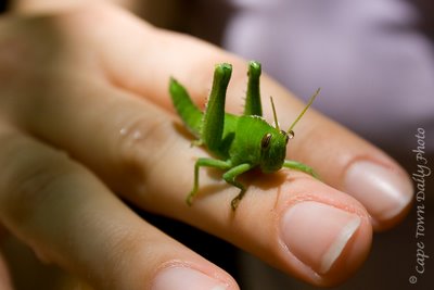 Grasshopper