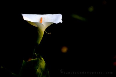 Arum Lily