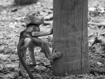 Hamadryas baboon
