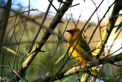 African Golden Weaver bird