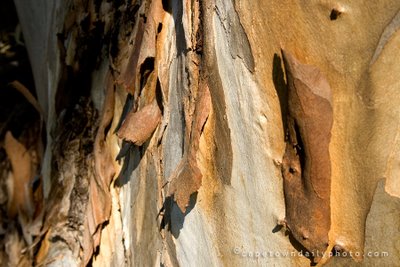 Eucalyptus Blue Gum