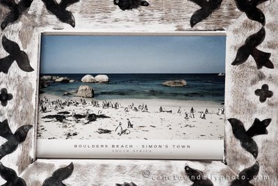 Picture of Boulders beach in Cape Town