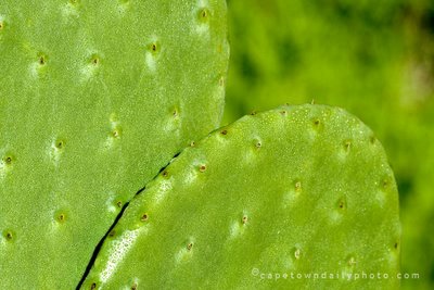 Prickly Pear Cactus
