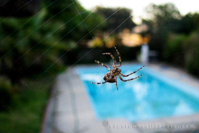 Spider spinning a web