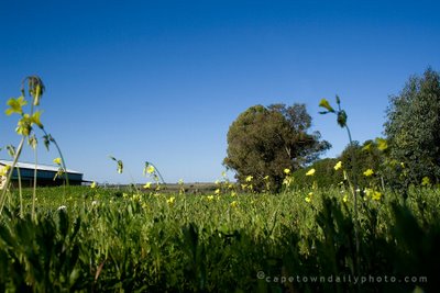 Field of weeds
