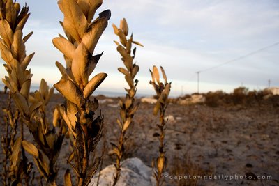 Protea burned in fire