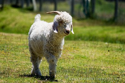 Goat at Spier wine estate