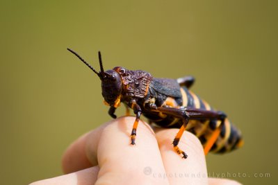 Colourful grasshopper / locust
