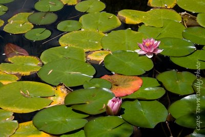 Lilly Pads of Assegaaibosch