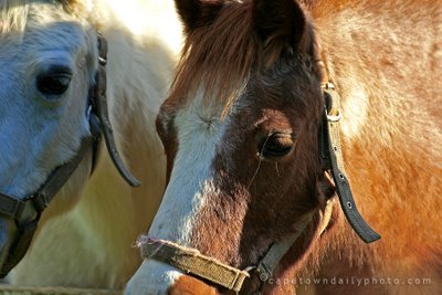 Ponies