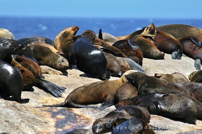 Seal Island at Hout Bay