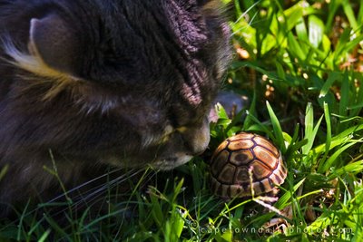 Baby tortoise