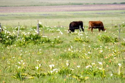 Field with cows