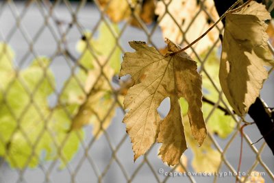 Autumn Leaves