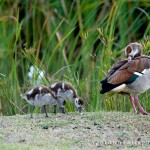 Egyptian geese