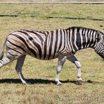 Perdeberg has lost their zebra
