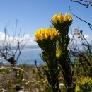 Fynbos must burn