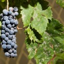 The grapes you once knew