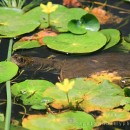 Turtle among the lilies