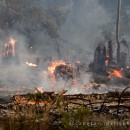 The Stellenbosch fires