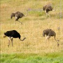 Ostrich concubines?