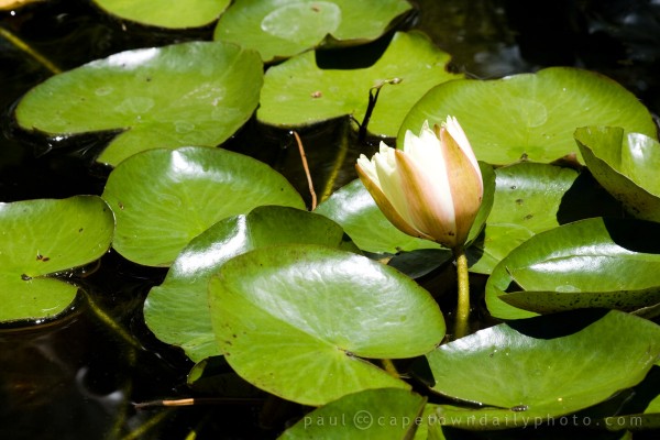 Water Lily