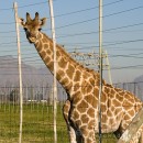 Gerry Giraffe – star giraffe of Free Willy 4