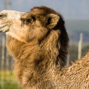 My humps