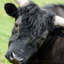 A bit of bull