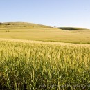 Wheat production statistics
