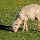 Lambie lambs