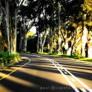 Roads and trees