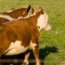 Scaredy cows
