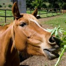 Gimme some of that weed