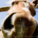 Horses are mean
