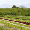 Lettuce farming