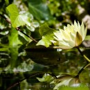 Nymphaea what?