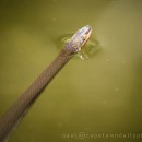 Water snakes and lily pads