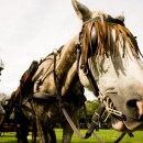 Horse-and-cart rides