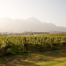 Lourensford Wine Estate