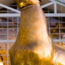 The Golden Seal of the Table Bay