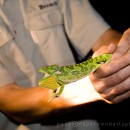 Kruger chameleon and a night-time game drive