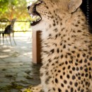 Friendly kitties of the fantastic Kruger