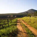 Farmlands and wine-country