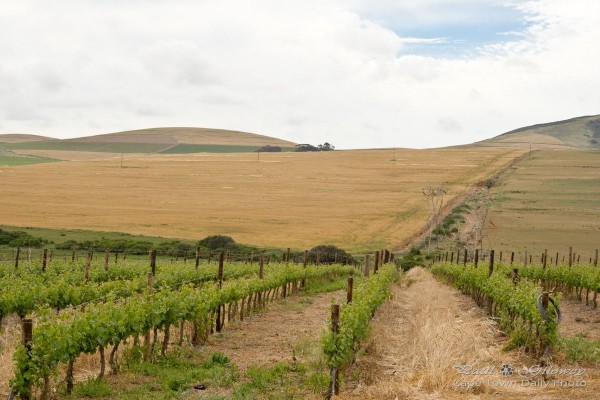 Durbanville's vineyards