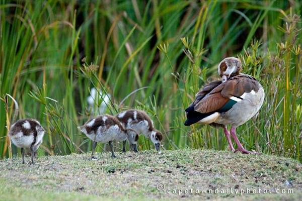 Egyptian geese at Kenridge Dam