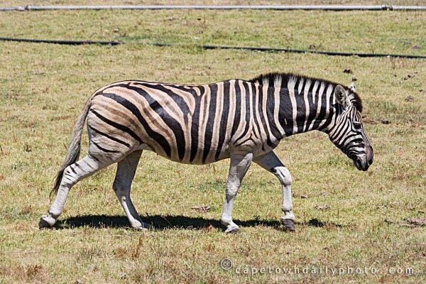 Walking Zebra