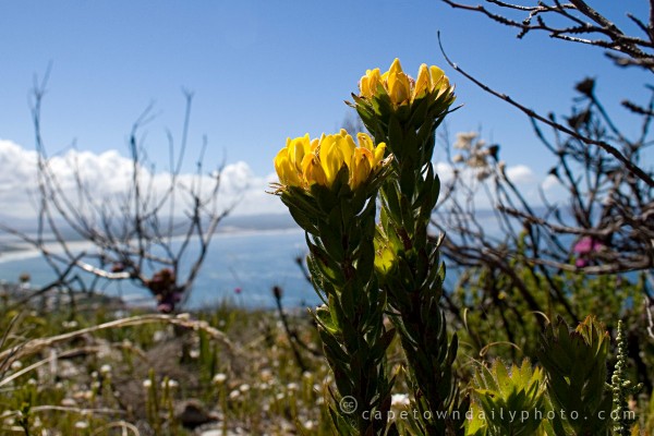 Fynbos reserv